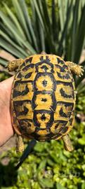 Tartaruga di terra pugliese