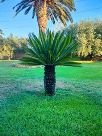 4 Cycas 2 maschi e 2 femmine 