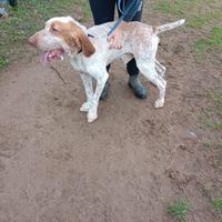 Cane Bracco Italiano