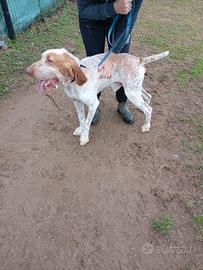 Cane Bracco Italiano