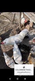Galli novelli solo amanti animali