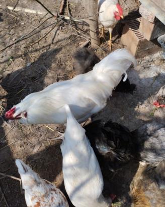 Galli novelli solo amanti animali