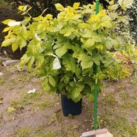 Piantine lamponi - GRANDI già PRODUTTIVE