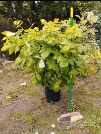 Piantine lamponi - GRANDI già PRODUTTIVE