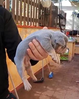 Cuccioli stupendi di Bulldog Francese