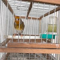 Ibrido cardellino x canarina
