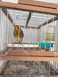 Ibrido cardellino x canarina