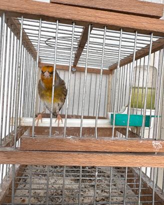 Ibrido cardellino x canarina