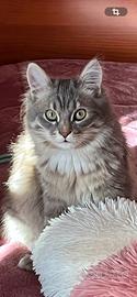 Gatto Siberiano