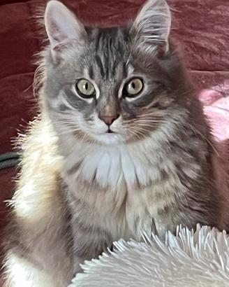 Gatto Siberiano