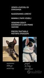 Chihuahua