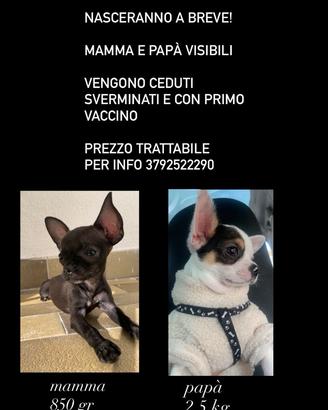 Chihuahua