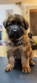 Cucciolo pastore tedesco grigio a pelo lungo