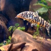 Corydoras Sterbai