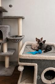 Devon Rex
