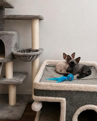 Devon Rex