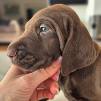 Cuccioli di Kurzhaar - Linea da caccia e bellezza