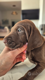 Cuccioli di Kurzhaar