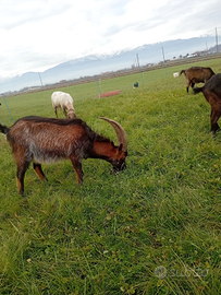 Becco valdostano fiurinato