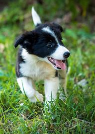 Cuccioli maschi e femmine 2 mesi