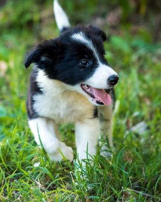 Cuccioli maschi e femmine 2 mesi