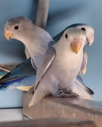 Inseparabili Azzurri