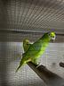 pappagalli-amazzone-ara-e-cacatua-baby