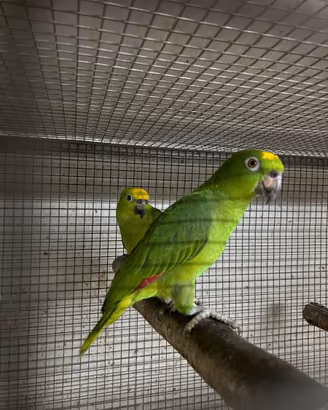 Pappagalli amazzone, ara e cacatua baby