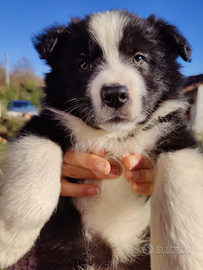 Border Collie cucciolo
