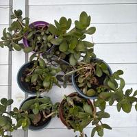 Piantine albero di giada