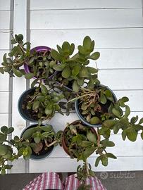 Piantine albero di giada