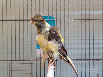 Canarini Arricciati del Nord