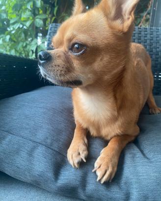 Chihuahua