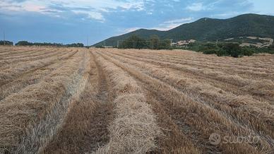 paglia avena 