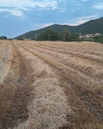 paglia avena 