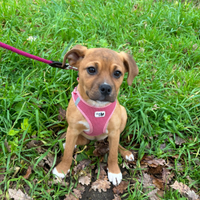 Katy meravigliosa cucciola