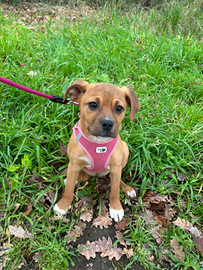 Katy meravigliosa cucciola