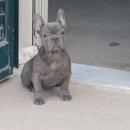 Buldog francese