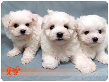 Cuccioli di MALTESE