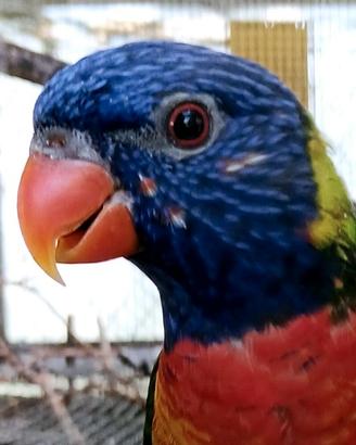 Pappagallo Lori Arcobaleno Moluccano Mutazioni