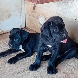 Cuccioli Cane Carso Italiano