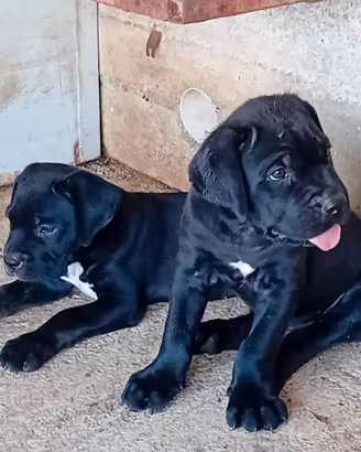 Cuccioli Cane Carso Italiano