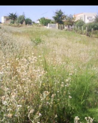 TERRENO