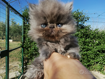 Persiano blu