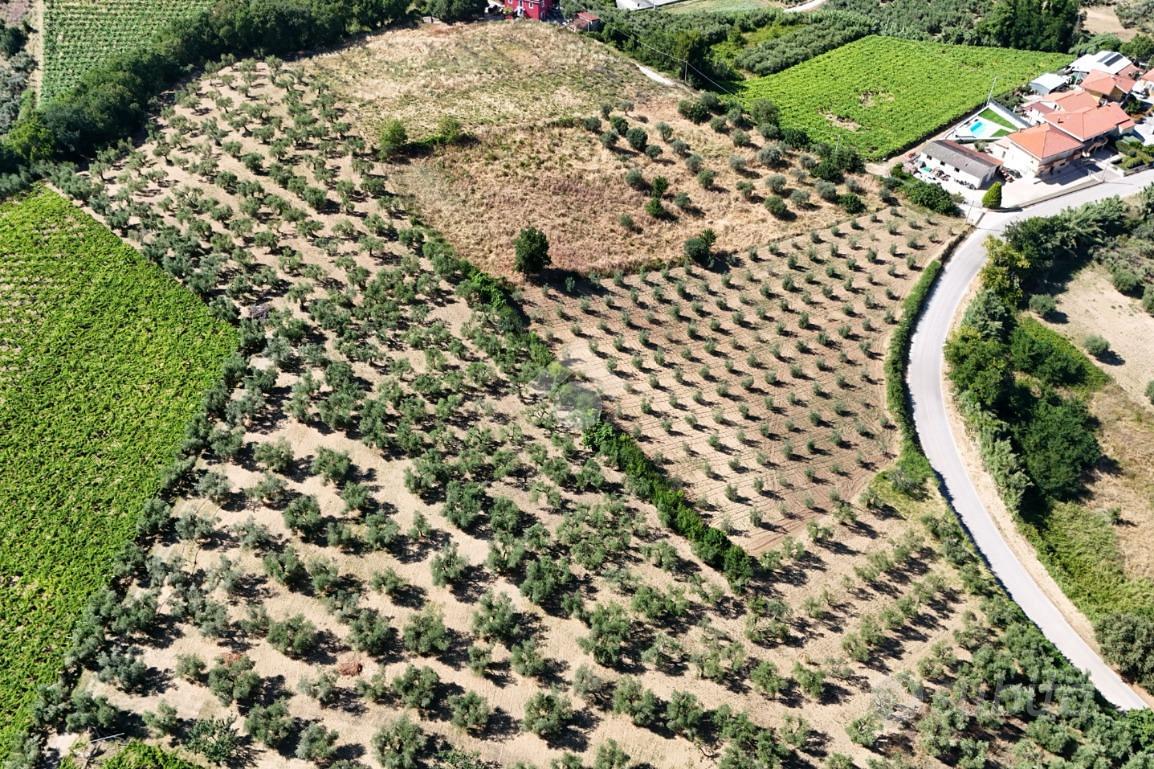 TER. AGRICOLO A FRANCAVILLA AL MARE - Altro