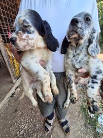 Cuccioli Setter Inglesi