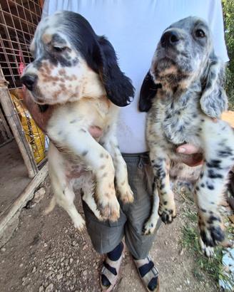 Cuccioli Setter Inglesi