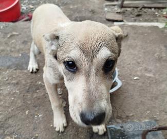 Cuccioli di taglia media