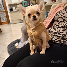 Chiwawa per monta
