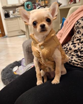 Chiwawa per monta